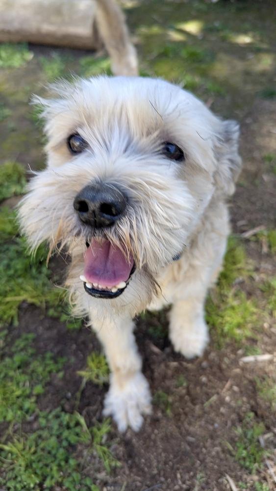 Enlarge Angel, a Adoptable mixed breed in Escondido, CA image 3/6