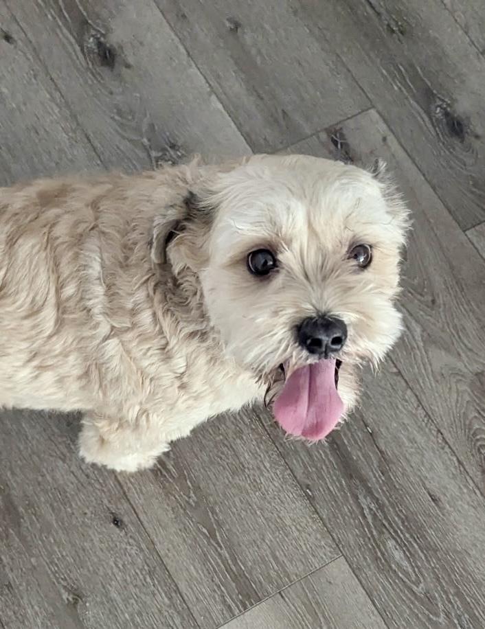 Enlarge Angel, a Adoptable mixed breed in Escondido, CA image 4/6