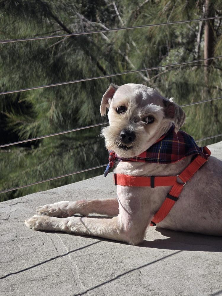 Enlarge Angel, a Adoptable mixed breed in Escondido, CA image 5/6