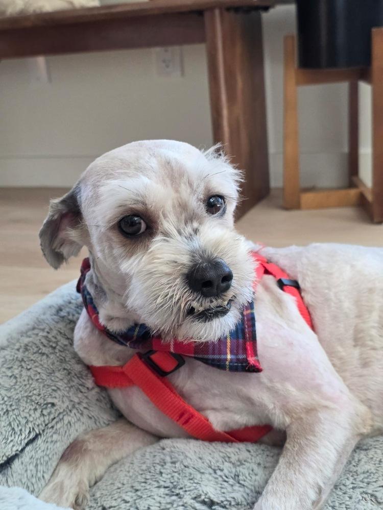 Enlarge Angel, a Adoptable mixed breed in Escondido, CA image 6/6