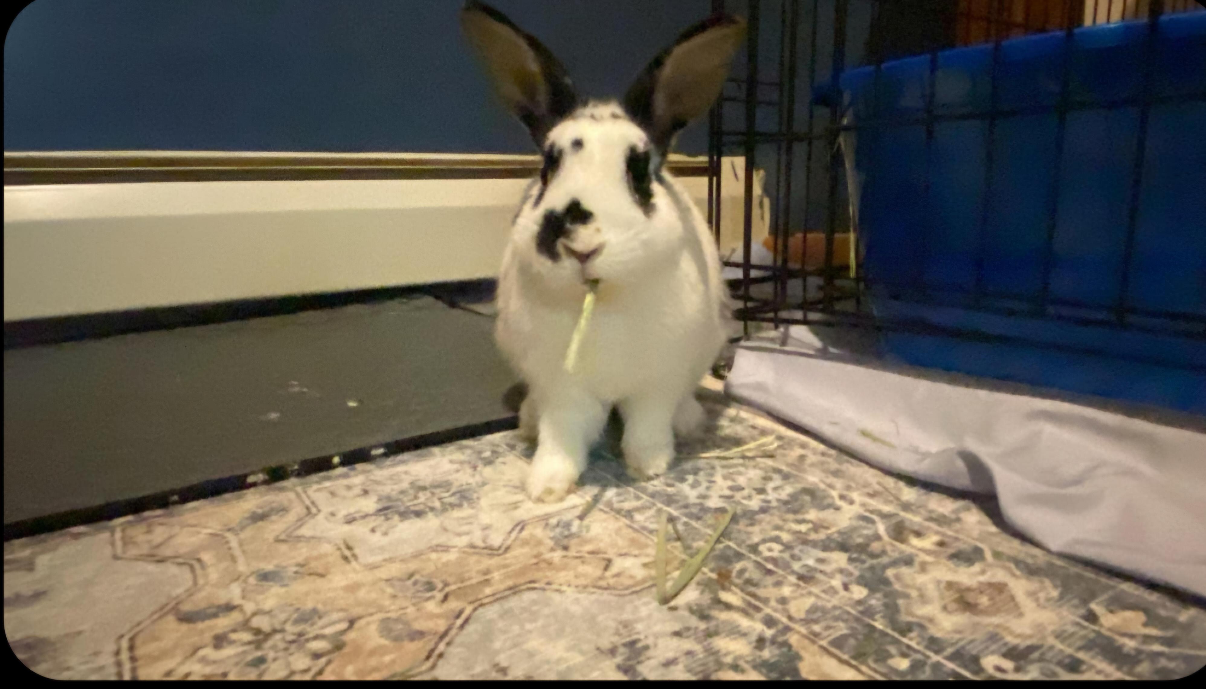 Botboy, Adult Male Bunny Rabbit