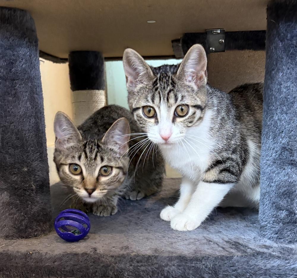 Scribbles, Adoptable, Kitten Female Domestic Short Hair.