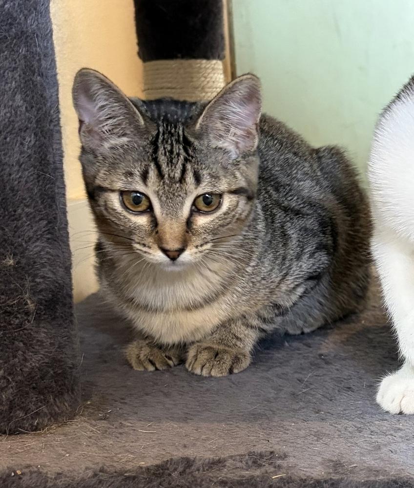 Enlarge Scribbles, a Adoptable mixed breed in Challis, ID image 3/5