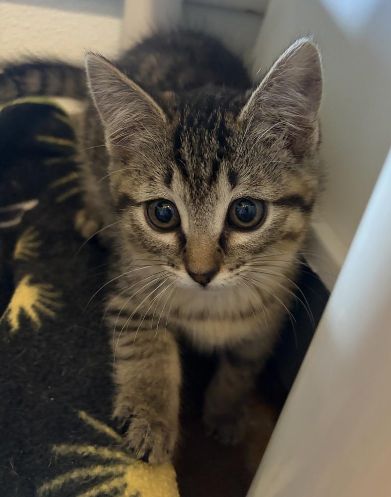 Enlarge Scribbles, a Adoptable mixed breed in Challis, ID image 4/5