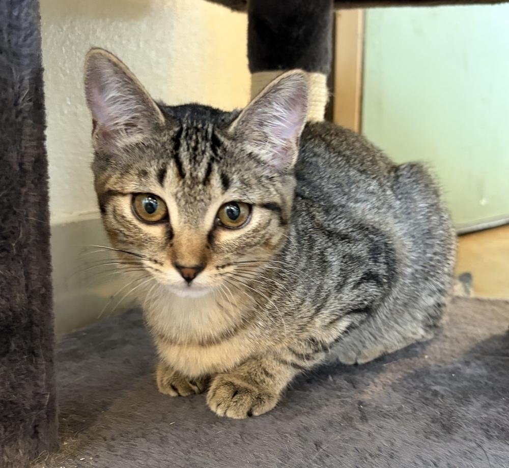 Enlarge Scribbles, a Adoptable mixed breed in Challis, ID image 5/5