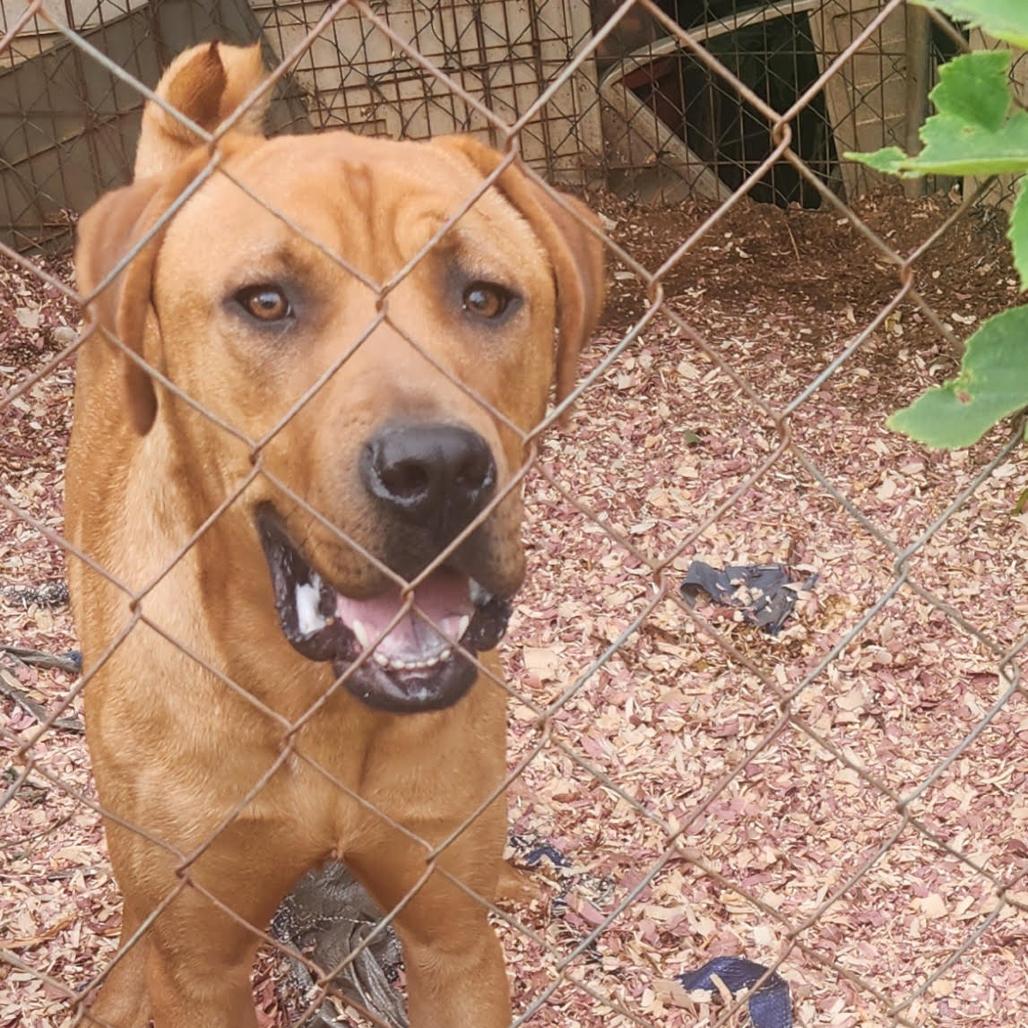 Tyson, Adoptable, Adult Male Boxer & Mixed Breed.