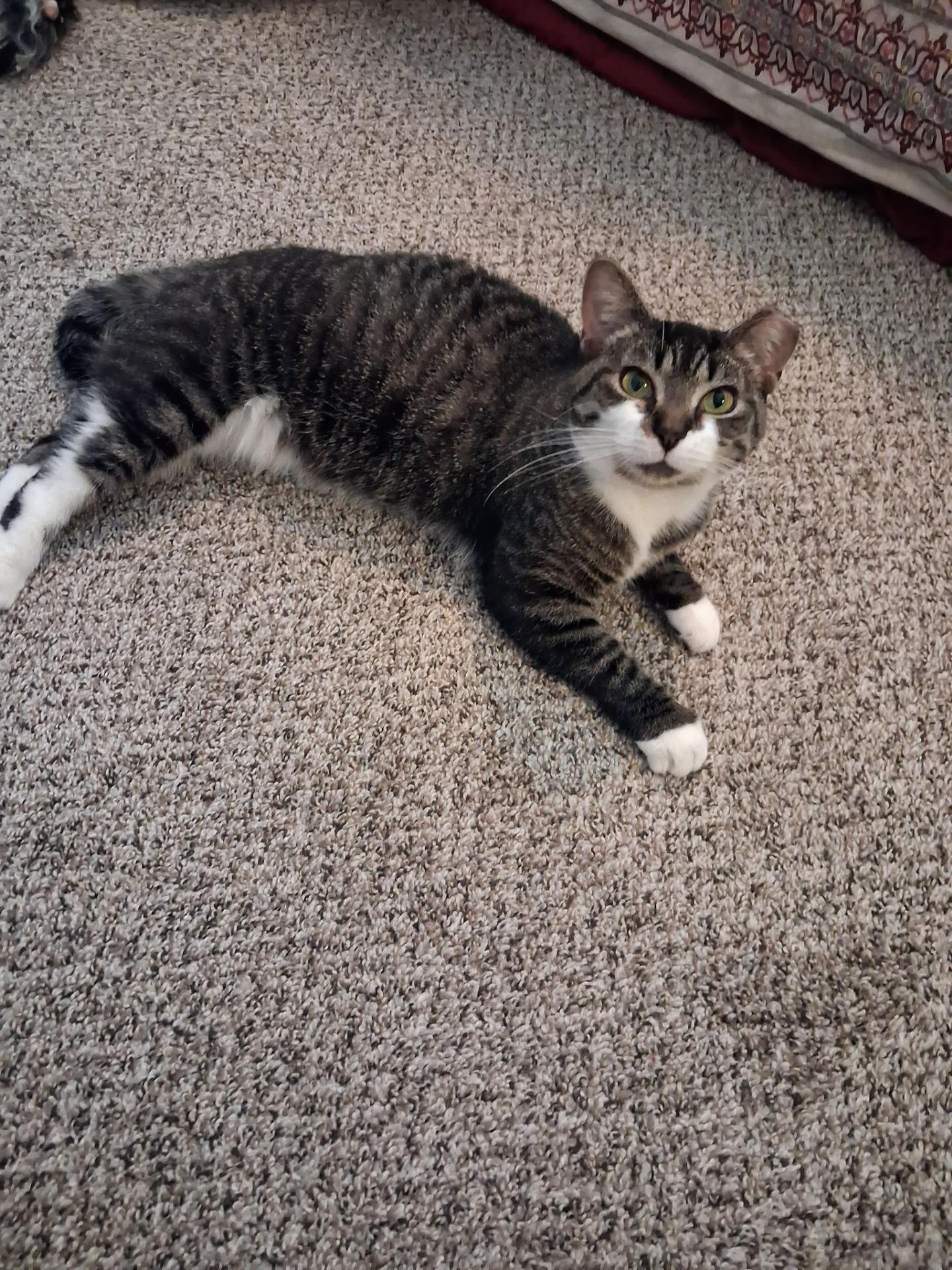Enlarge Courtesy Post - Skittles, a Adoptable Domestic Short Hair in Sterling Heights, MI image 2/2