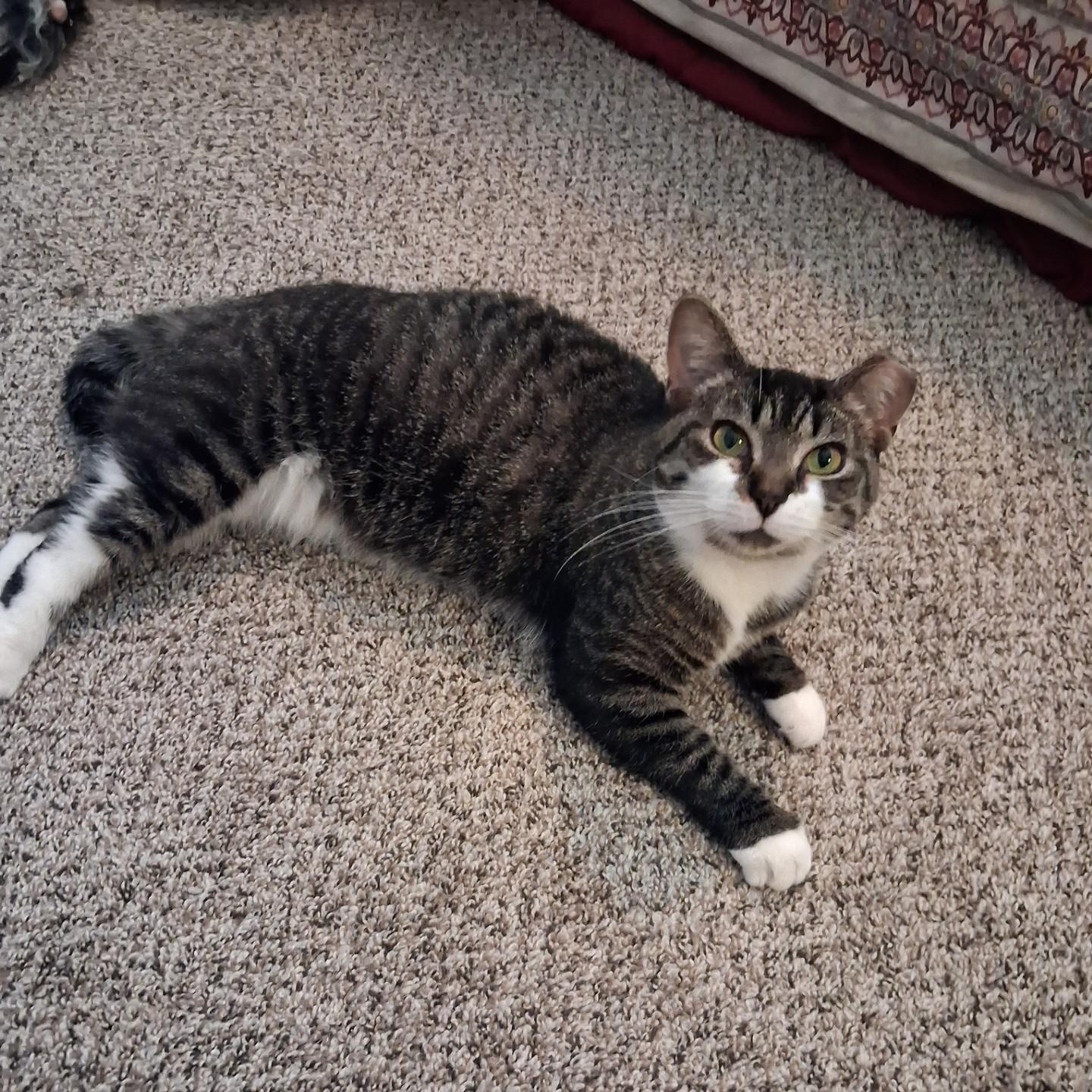Courtesy Post - Skittles, Adoptable, Adult Female Domestic Short Hair.