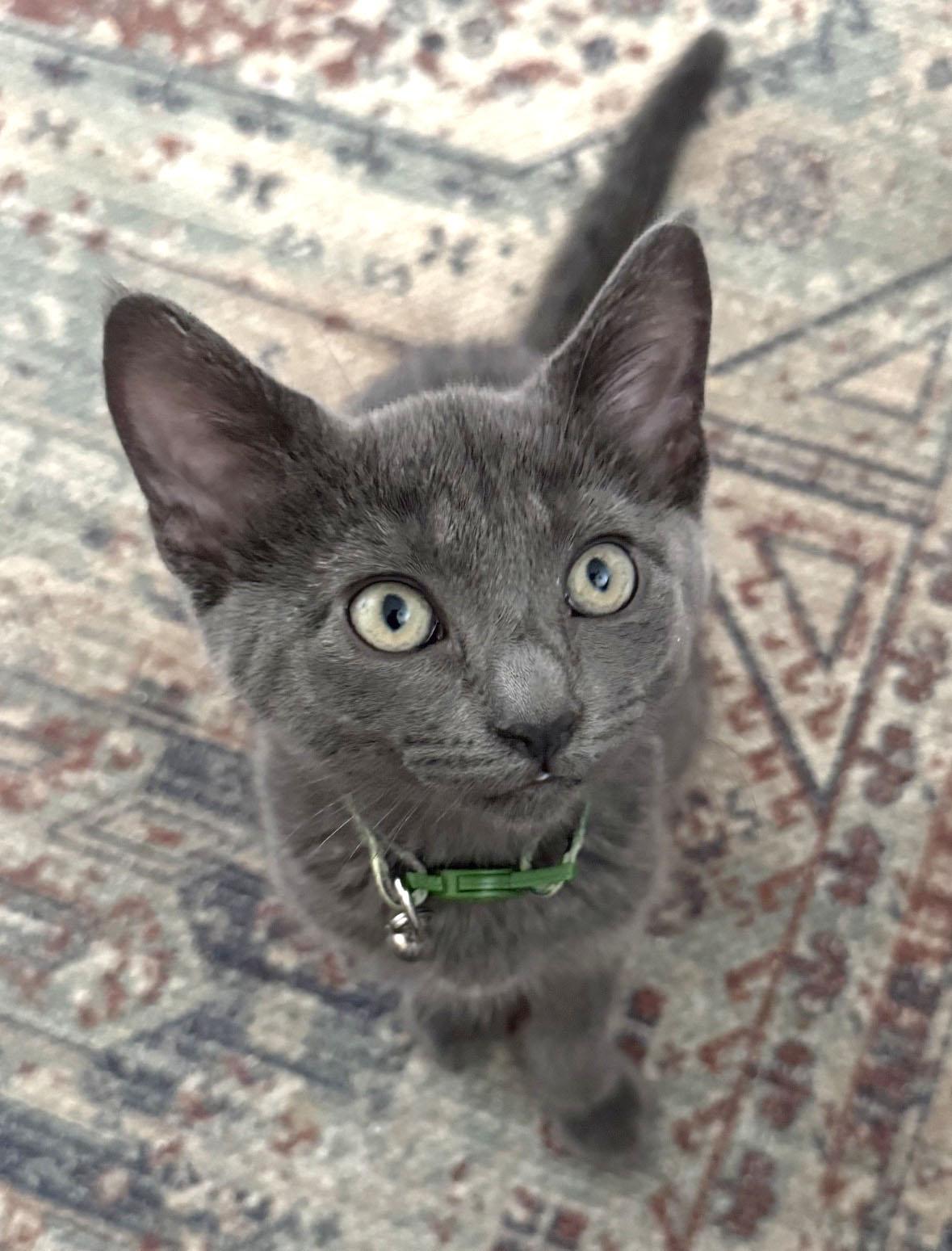 Emma, adopted, Kitten Female Russian Blue & Domestic Short Hair.
