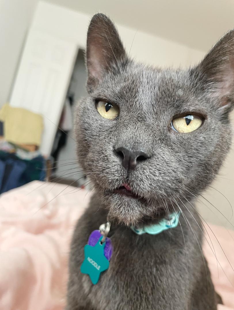 Enlarge Noodle, a Adoptable American Shorthair in Durham, NC image 1/4