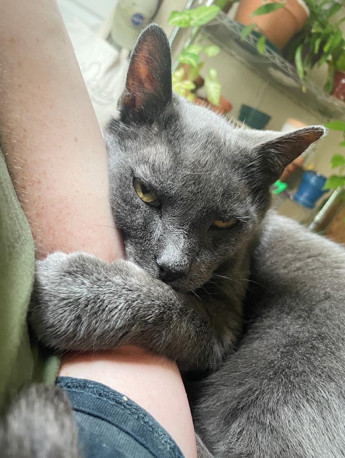 Enlarge Noodle, a Adoptable American Shorthair in Durham, NC image 2/4