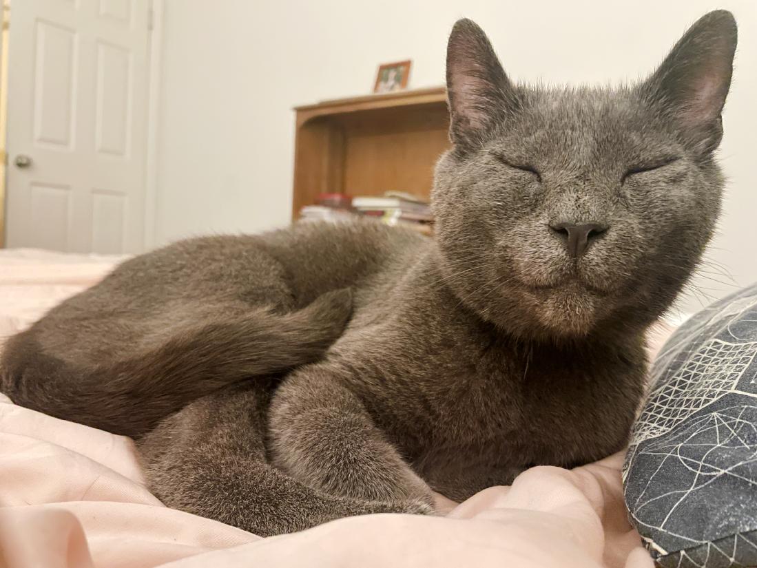 Enlarge Noodle, a Adoptable American Shorthair in Durham, NC image 3/4