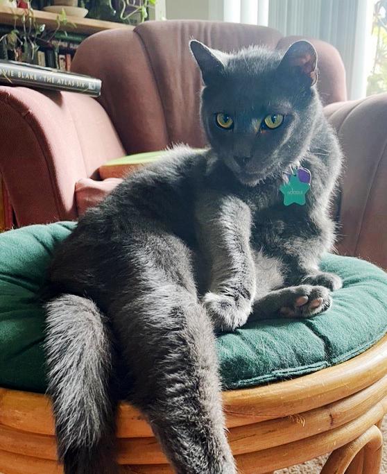 Enlarge Noodle, a Adoptable American Shorthair in Durham, NC image 4/4