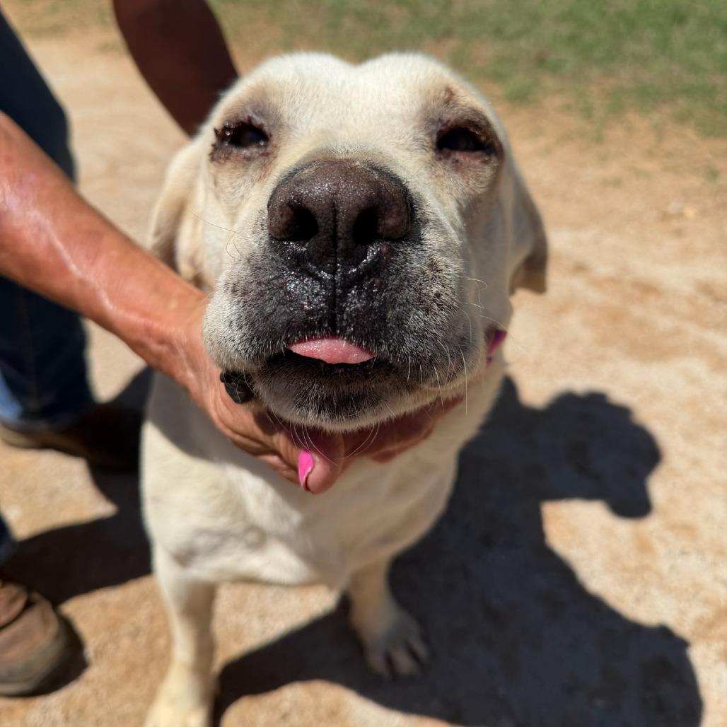 Darla, a Adoptable mixed breed in Pearsall, TX image 1/2