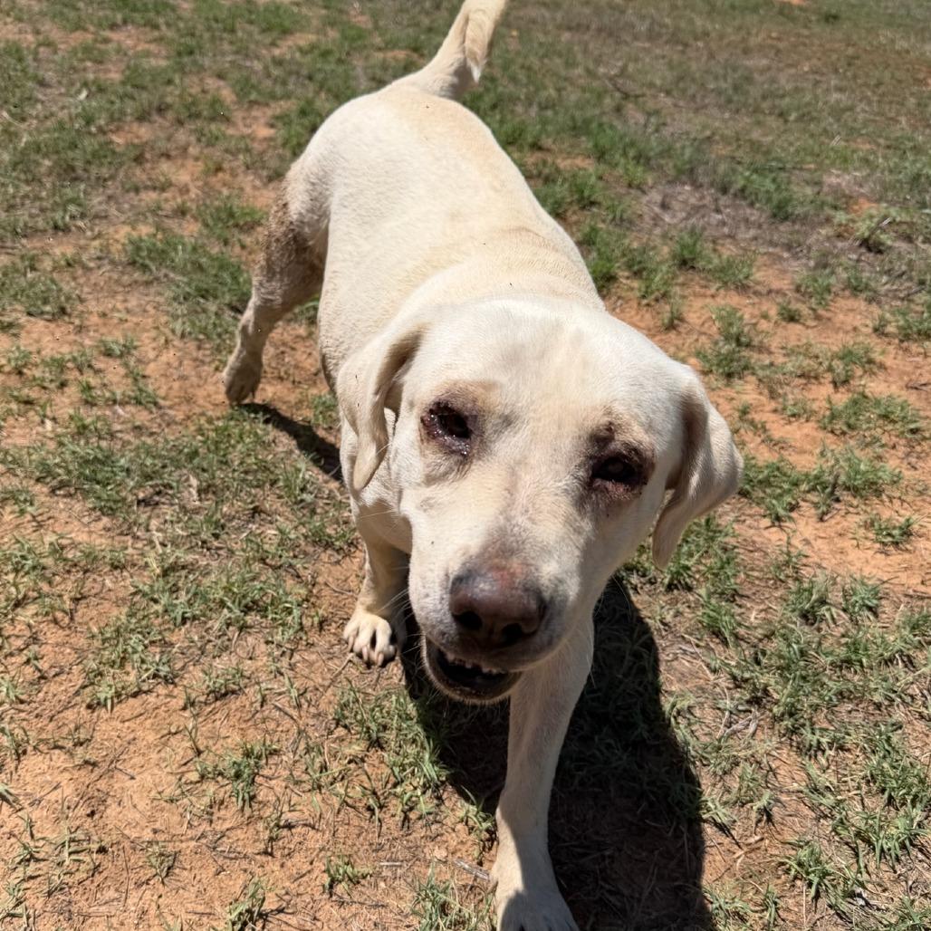 Darla, a Adoptable mixed breed in Pearsall, TX image 2/2