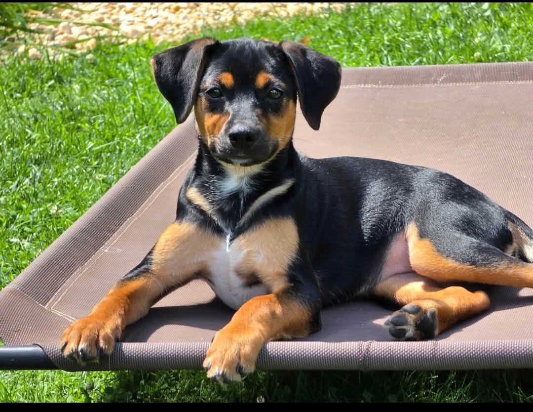 Jade, an adopted Mixed Breed in Succasunna, NJ image 2/2
