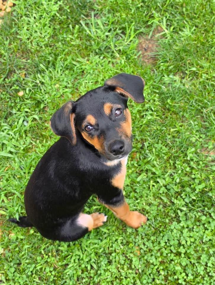 Jade, an adopted Mixed Breed in Succasunna, NJ image 1/2