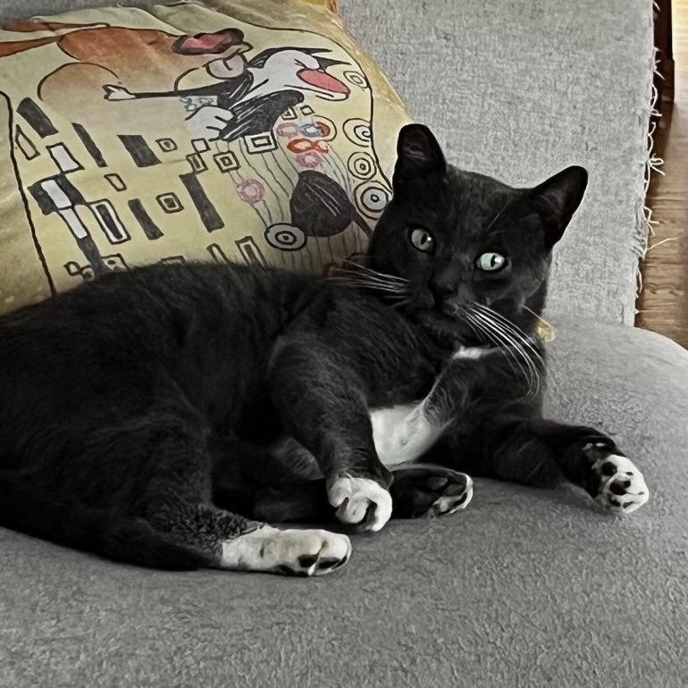 Pistachio, Adoptable, Adult Male Domestic Short Hair.