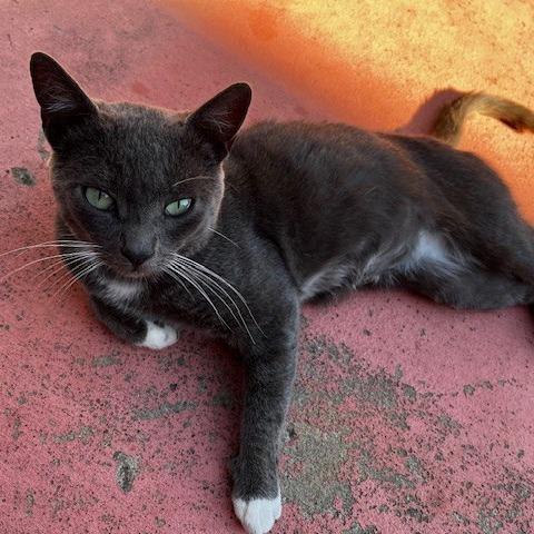 Enlarge Pistachio, a Adoptable Domestic Short Hair in Oakland, CA image 2/6