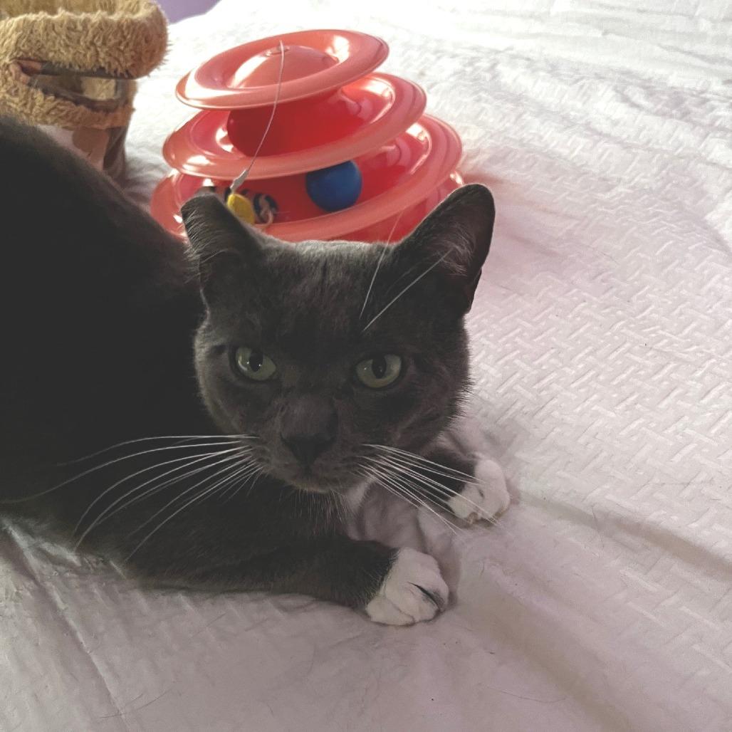 Enlarge Pistachio, a Adoptable Domestic Short Hair in Oakland, CA image 3/6