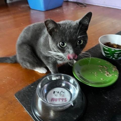 Enlarge Pistachio, a Adoptable Domestic Short Hair in Oakland, CA image 4/6