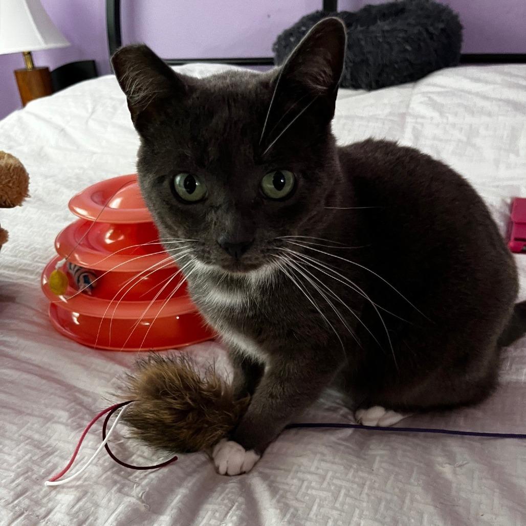 Enlarge Pistachio, a Adoptable Domestic Short Hair in Oakland, CA image 5/6