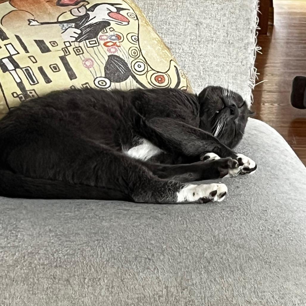 Enlarge Pistachio, a Adoptable Domestic Short Hair in Oakland, CA image 6/6