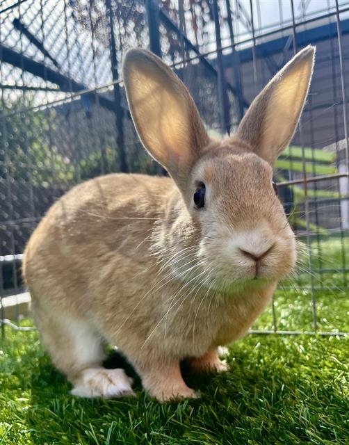 THEODORE, Adoptable, Adult Male Bunny Rabbit.