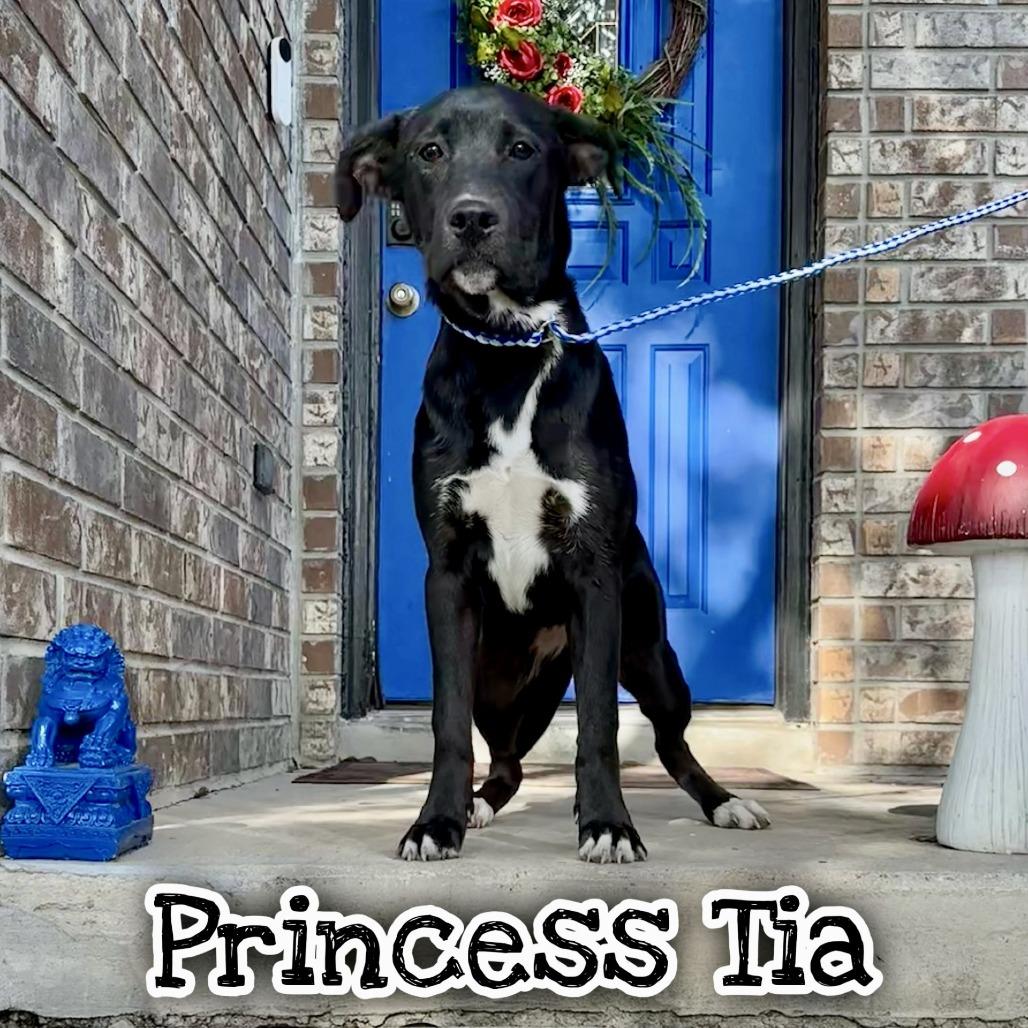 Enlarge Princess Tia, a Adoptable mixed breed in San Antonio, TX image 1/4