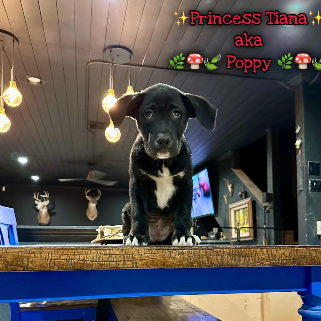 Enlarge Princess Tia, a Adoptable mixed breed in San Antonio, TX image 2/4