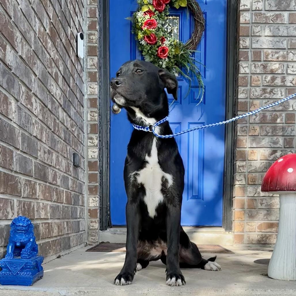 Enlarge Princess Tia, a Adoptable mixed breed in San Antonio, TX image 4/4