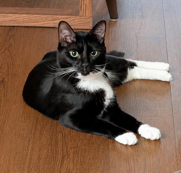 Tyler, an adoption pending Domestic Short Hair in Alexandria, VA image 4/6