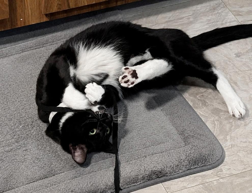 Tyler, an adoption pending Domestic Short Hair in Alexandria, VA image 6/6