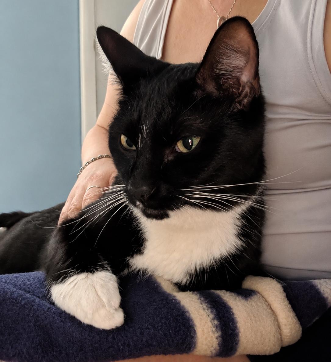 Tyler, an adoption pending Domestic Short Hair in Alexandria, VA image 5/6