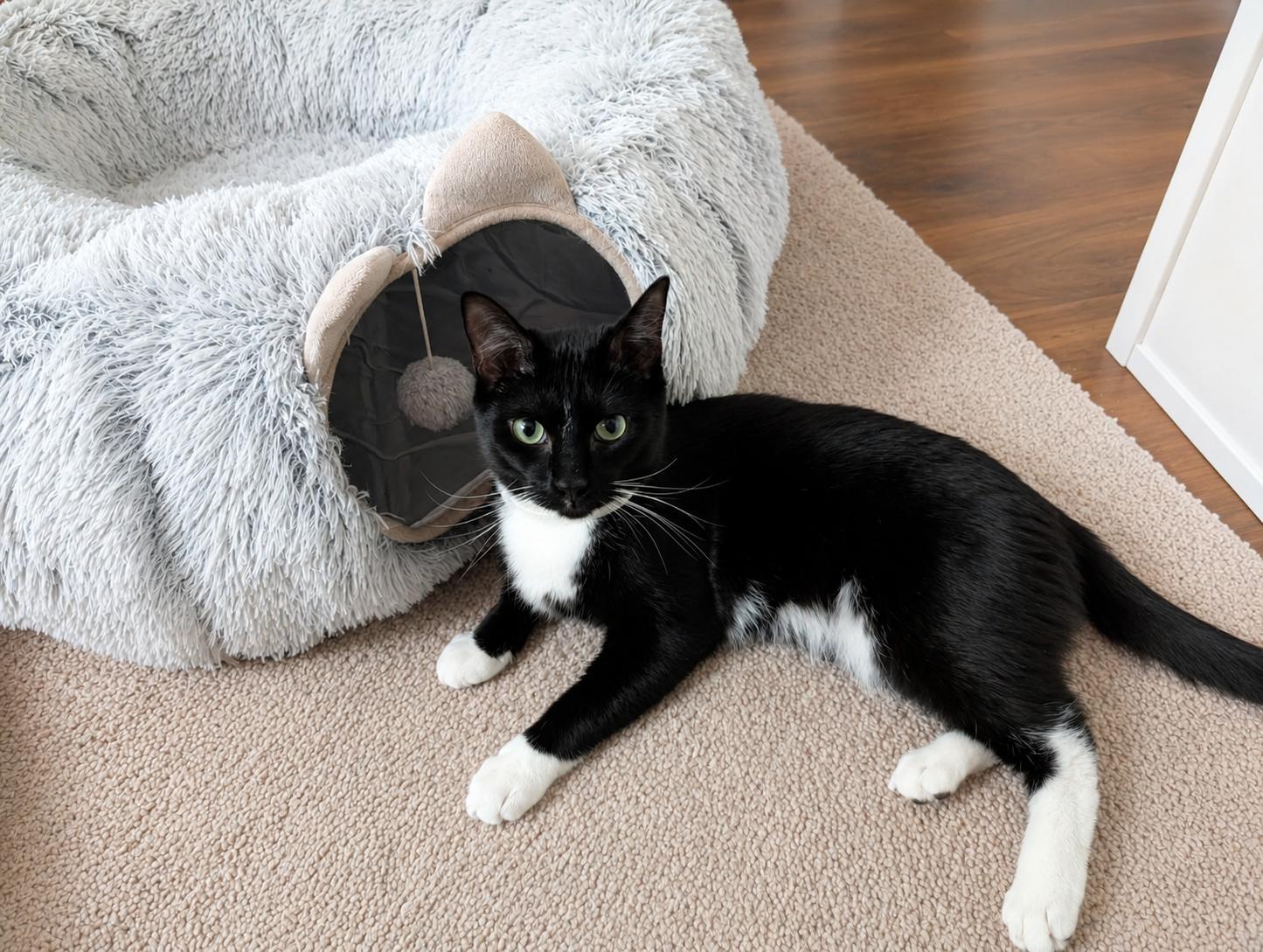 Tyler, an adoption pending Domestic Short Hair in Alexandria, VA image 2/6