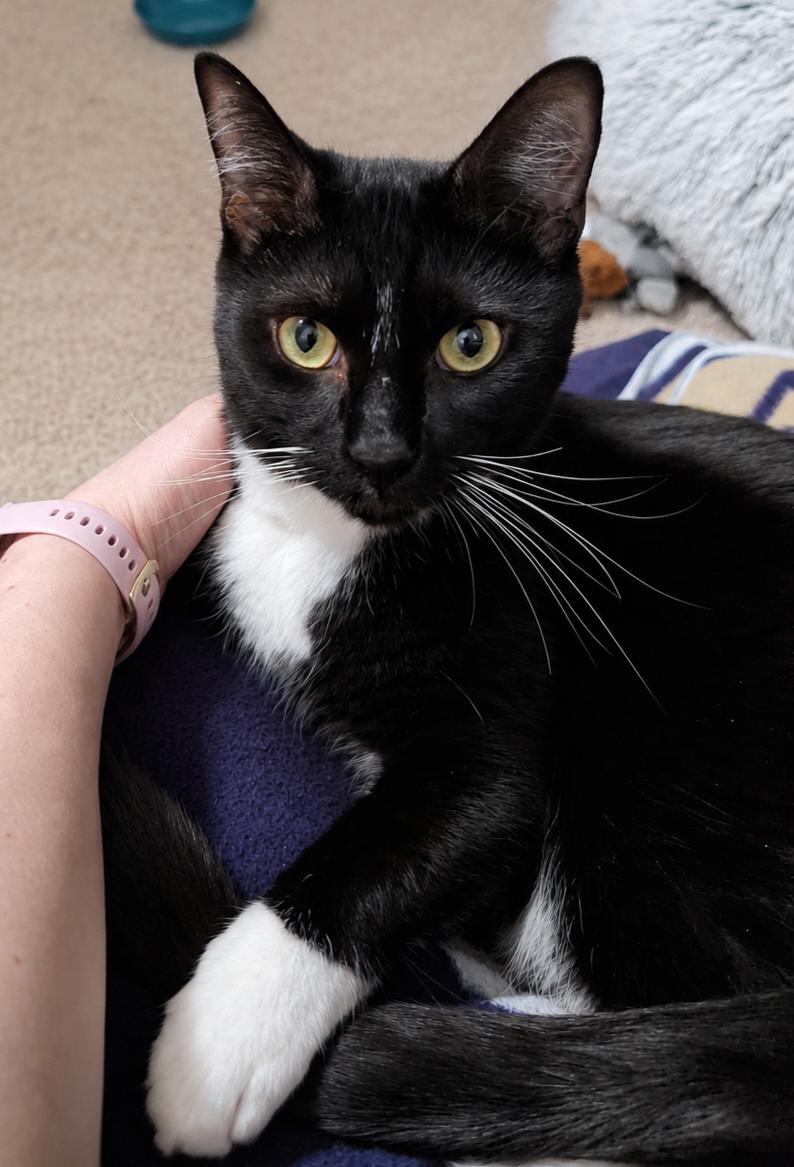 Tyler, an adoption pending Domestic Short Hair in Alexandria, VA image 1/6