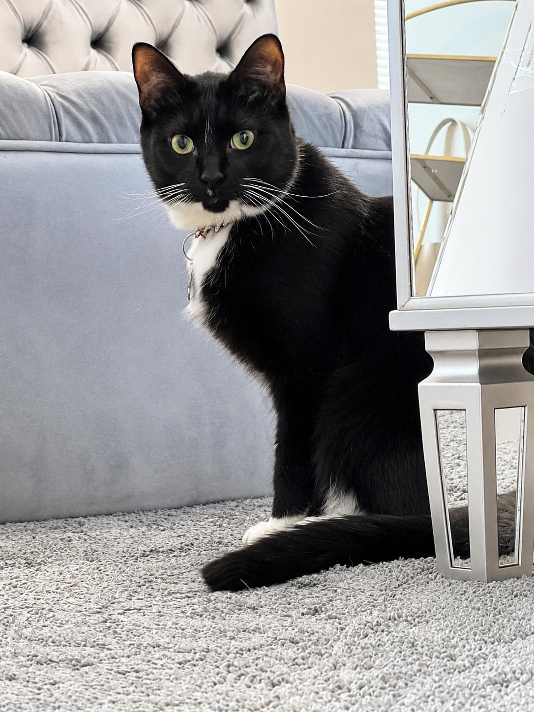 Tyler, an adoption pending Domestic Short Hair in Alexandria, VA image 3/6