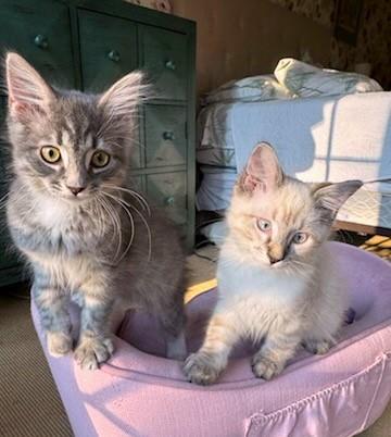 Garbanzo & Pinto thumbnail 4