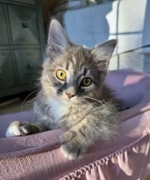 Garbanzo & Pinto thumbnail 2