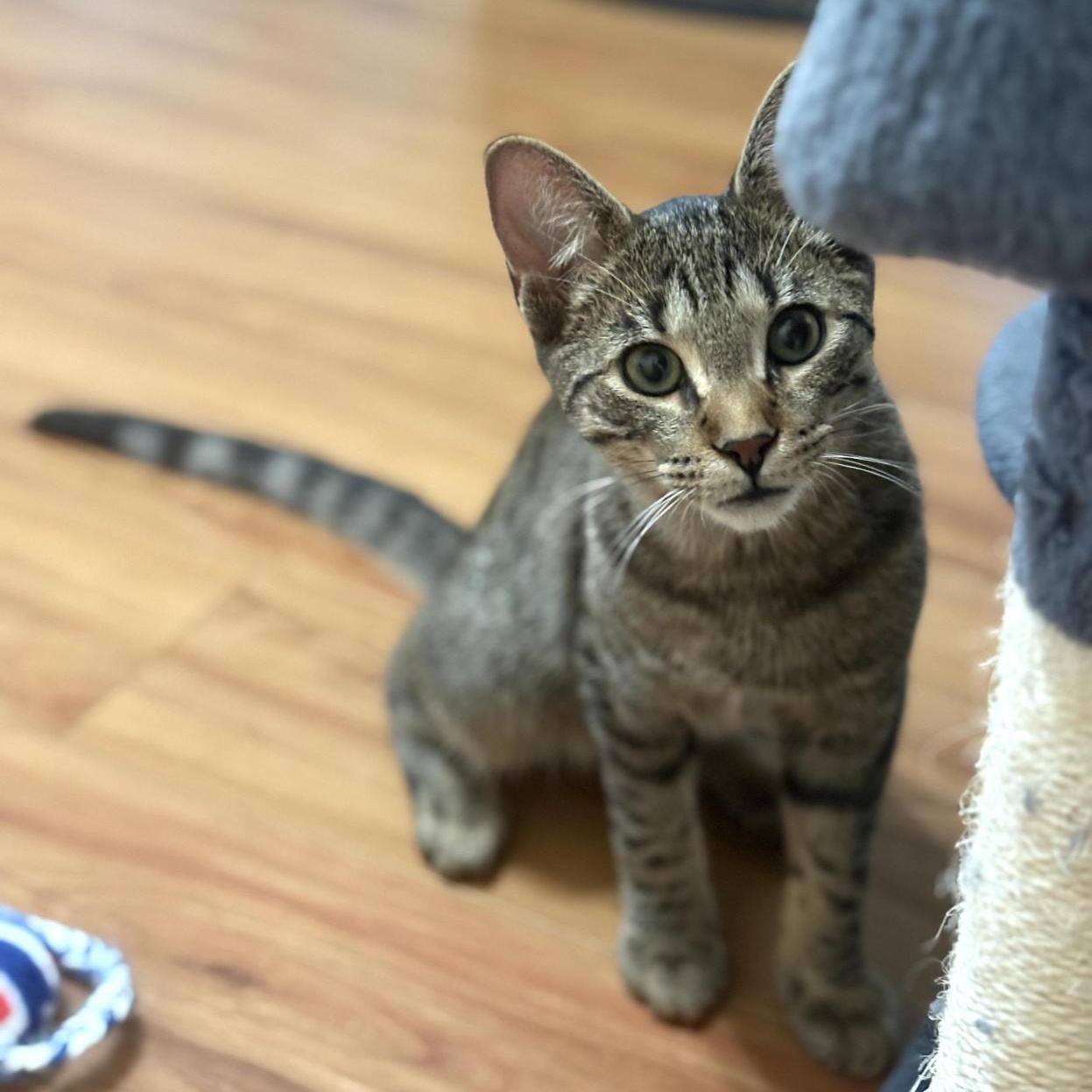 Innes and Fuller, a Adoptable Tabby in Grand Rapids, MI image 5/6