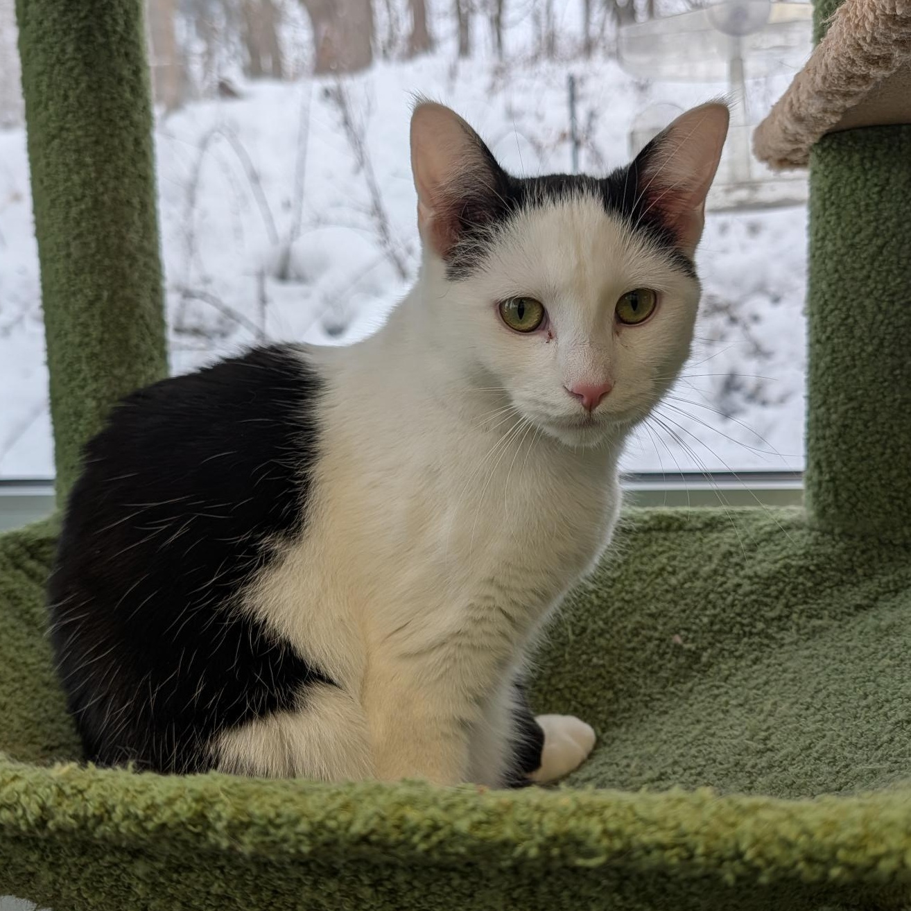 Enlarge Innes and Fuller, a Adoptable Tabby in Grand Rapids, MI image 2/6