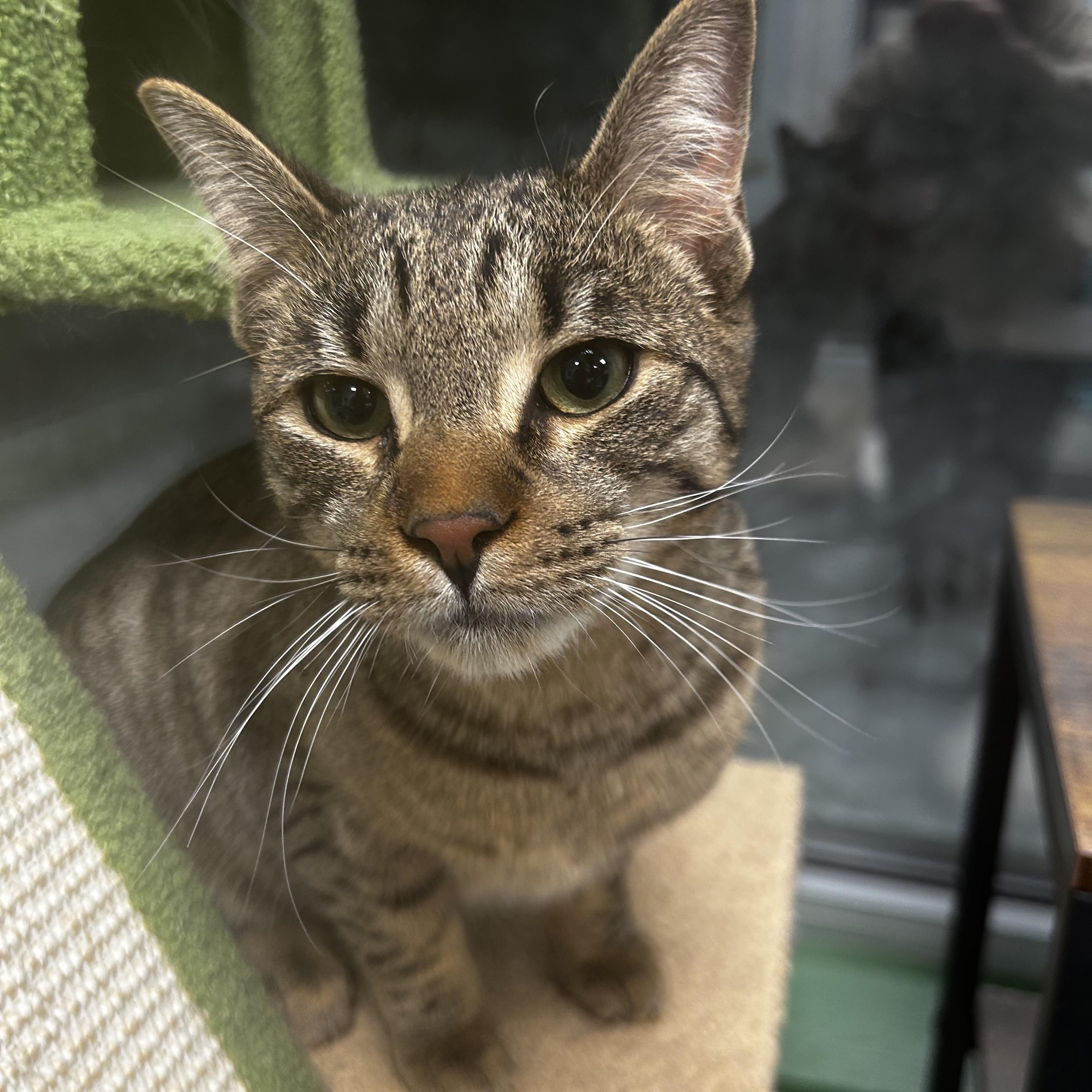 Enlarge Innes and Fuller, a Adoptable Tabby in Grand Rapids, MI image 3/6