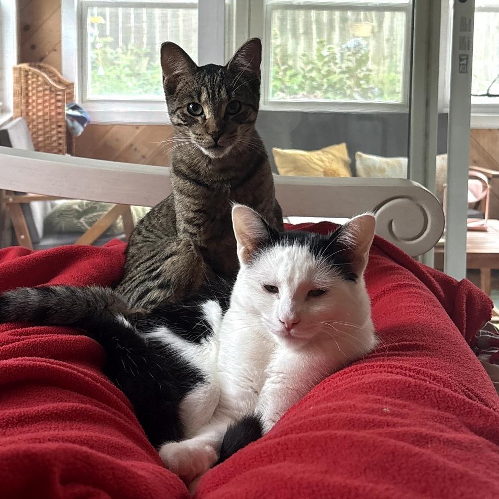 Innes and Fuller, Adoptable, Kitten Male Tabby.