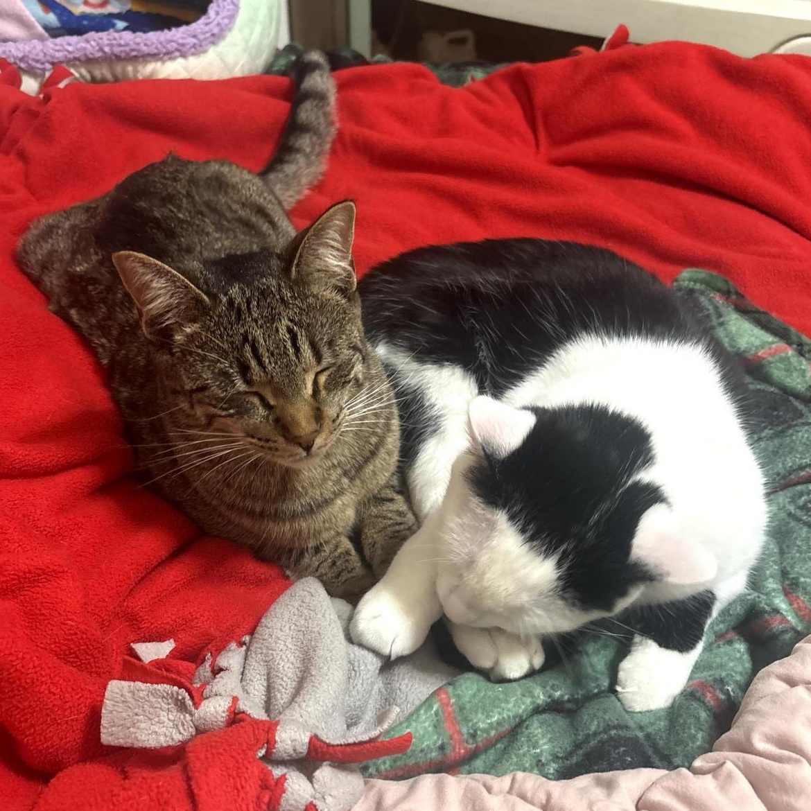 Enlarge Innes and Fuller, a Adoptable Tabby in Grand Rapids, MI image 4/6