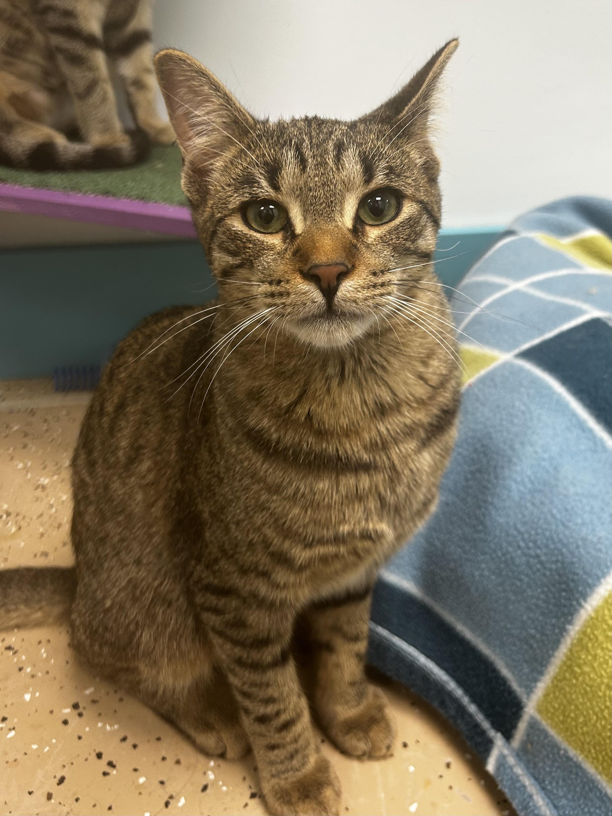 Innes and Fuller, a Adoptable Tabby in Grand Rapids, MI image 6/6