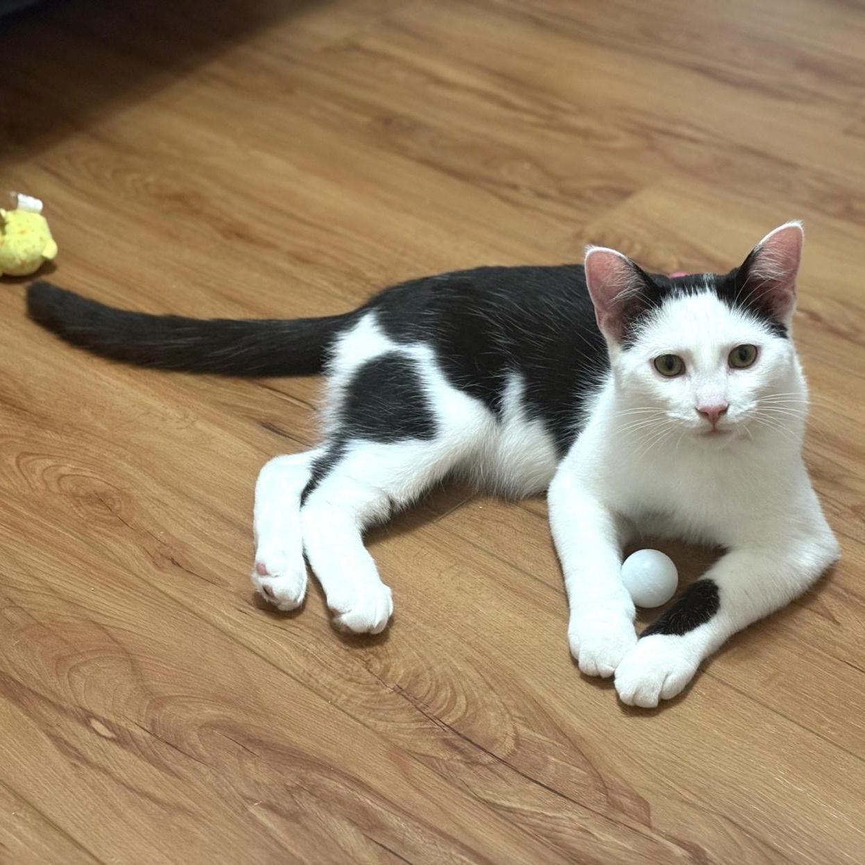 Innes and Fuller, a Adoptable Tabby in Grand Rapids, MI image 3/6