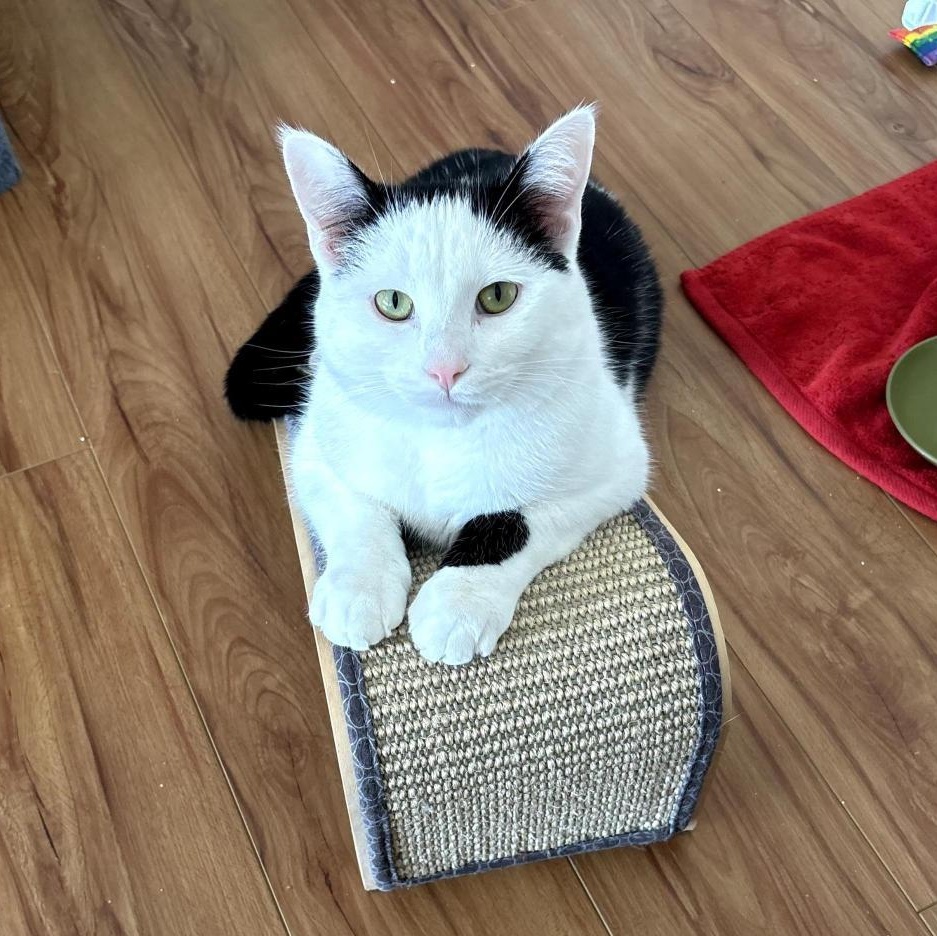 Enlarge Innes and Fuller, a Adoptable Tabby in Grand Rapids, MI image 6/6