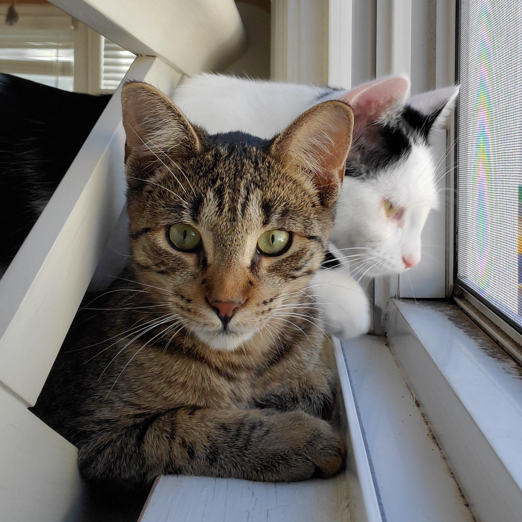 Innes and Fuller, a Adoptable Tabby in Grand Rapids, MI image 2/6