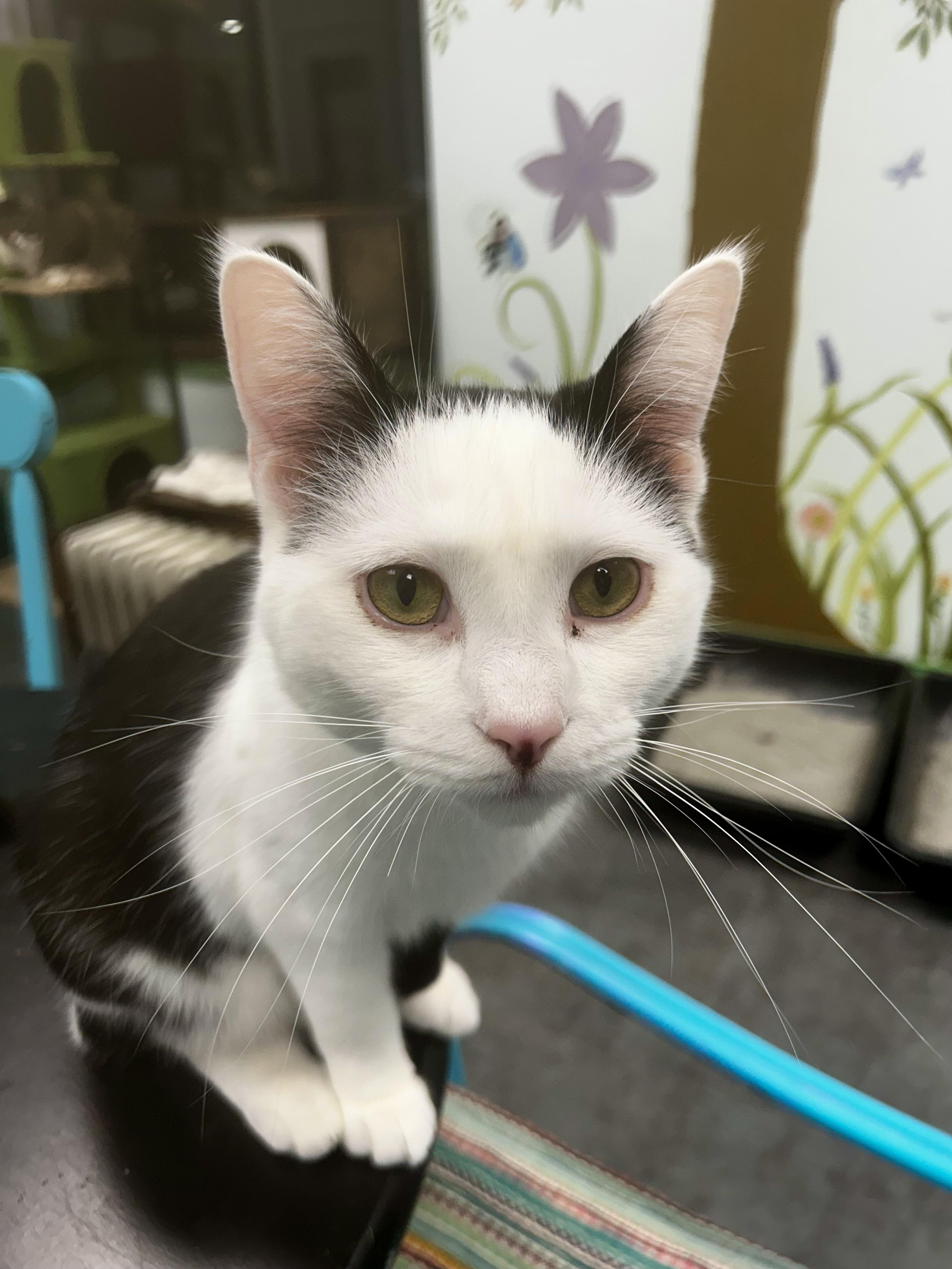 Enlarge Innes and Fuller - ADOPTION PENDING!, a Adoptable Tabby in Grand Rapids, MI image 5/6