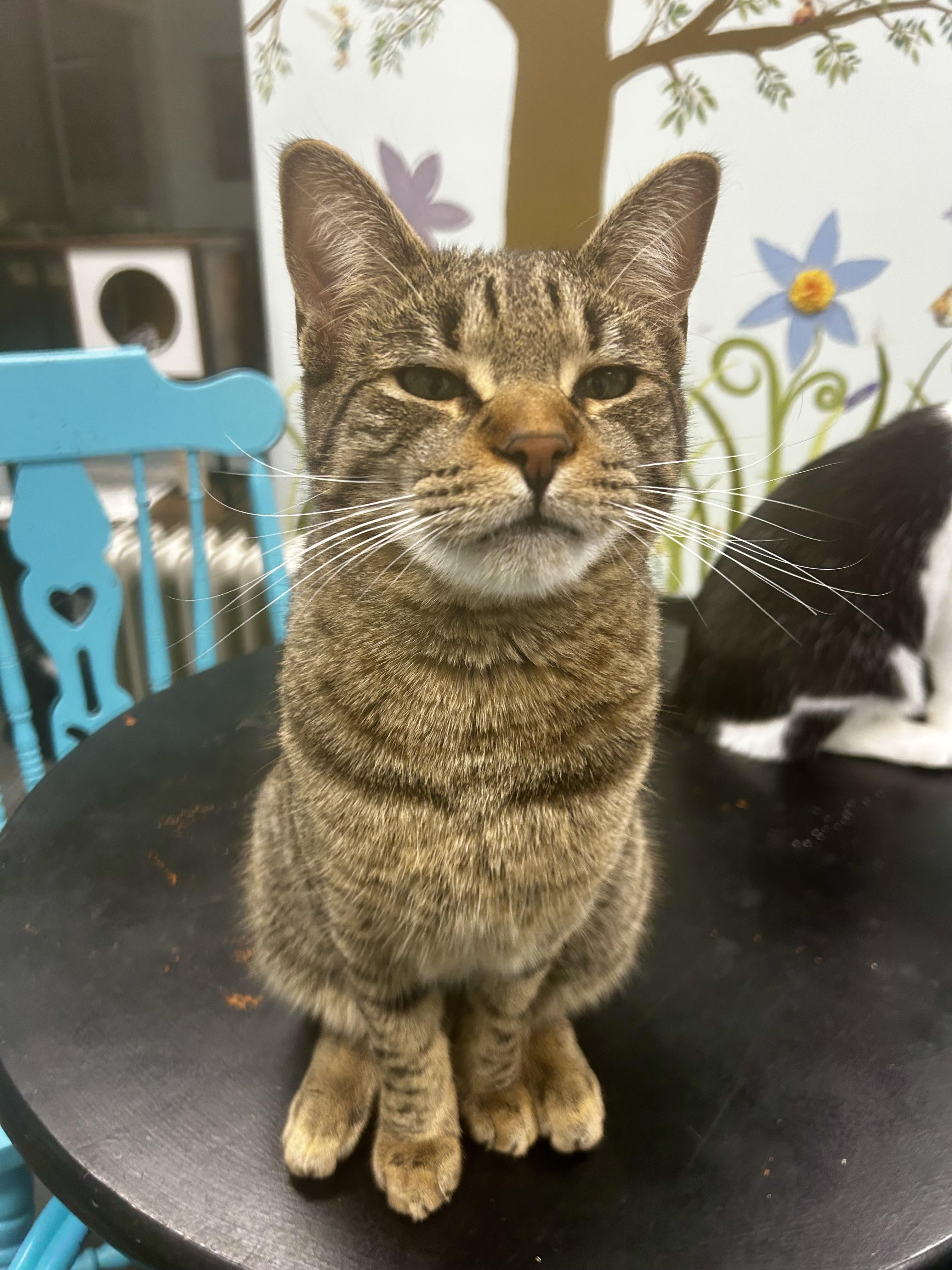 Enlarge Innes and Fuller - ADOPTION PENDING!, a Adoptable Tabby in Grand Rapids, MI image 6/6
